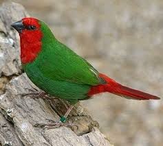 Parrot Finches